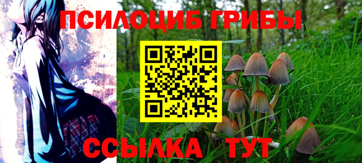 Галлюциногенные грибы Psilocybine cubensis Шадринск